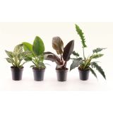 FILODENDRON MIX L14 CM