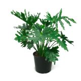 FILODENDRON PHILODENDRON HOPE L19 CM