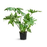 FILODENDRON PHILODENDRON SELLOUM L21 CM