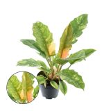FILODENDRON RING OF FIRE L14 CM