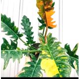 FILODENDRON RING OF FIRE L14 CM