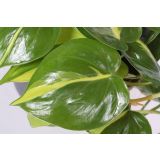 FILODENDRON SCADENS BRASIL L12
