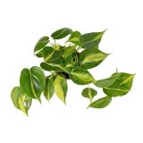FILODENDRON SCADENS BRASIL L12
