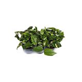 FILODENDRON SCADENS BRASIL L12 VIŠ 15 CM