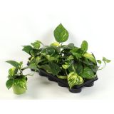 FILODENDRON SCADENS BRASIL L12 VIŠ 15 CM