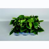 FILODENDRON SCADENS L12