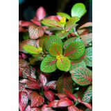 FITONIJA MIX L8.5CM