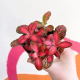 FITONIJA MIX L8.5CM