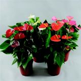 FLAMINGOVEC 4BARVE L17