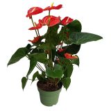 FLAMINGOVEC FAMOUS L17 CM