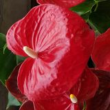 FLAMINGOVEC FAMOUS L17 CM