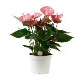 FLAMINGOVEC LIVIUM BRILJANTE L12 CM