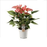 FLAMINGOVEC LIVIUM RED L14 CM