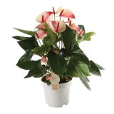 FLAMINGOVEC MISTIQUE L17