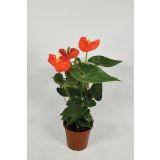 FLAMINGOVEC ORANŽEN L14