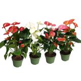 FLAMINGOVEC PREMIUM MIX L14 CM