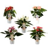 FLAMINGOVEC PREMIUM MIX L9 CM