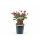 FOTINIJA CARRE ROUGE L23 CM