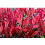 FOTINIJA CARRE ROUGE L23 CM