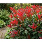 FOTINIJA CARRE ROUGE L9.5 CM