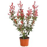 FOTINIJA FOTINIJA RED ROBIN L15