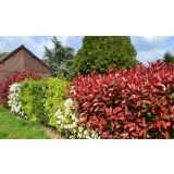 FOTINIJA FOTINIJA RED ROBIN L15