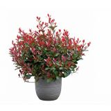 FOTINIJA FRAS. LITTLE RED ROBIN L 2L