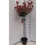 FOTINIJA LITTLE RED ROBIN L23