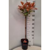 FOTINIJA PINK CRISPY L21