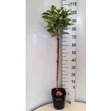 FOTINIJA PINK CRISPY L21