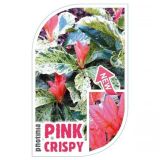 FOTINIJA PINK CRISPY NA STEBLU L28 V90