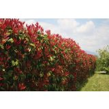 FOTINIJA RDEČA FRASERI L18 RED ROBIN VIŠ 75CM