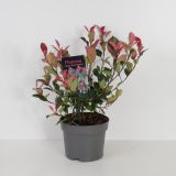 GRM FOTINIJA RED ROBIN L23