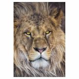 FOTOTAPETA 1-DELNA LION 127 X 184 CM KOMAR