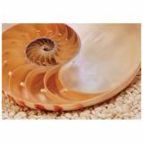 FOTOTAPETA 1-DELNA NAUTILUS NG 184X127 CM KOMAR