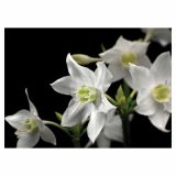 FOTOTAPETA 4-DELNA HEAVEN ONEARTH 254X184 CM KOMAR