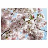 FOTOTAPETA 8-DELNA SPRING 368X254 CM KOMAR