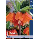 POMLADI CVETOČA ČEBULICA FRITILLARIA RUBRA 20/22 1 KOS