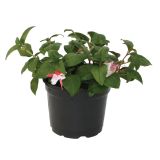 FUKSIJA HYBRIDA VISEČA L12