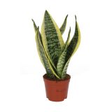 TAŠČIN JEZIK FUTURA SUPERBA L12