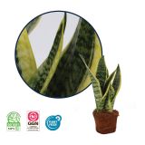 TAŠČIN JEZIK FUTURA SUPERBA L12