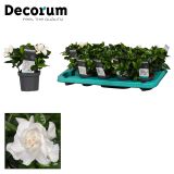 CVETOČA SOBNA RASTLINA GARDENIJA L9