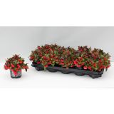 GAULTERIJA PROCUMBENS