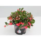 GAULTERIJA PROCUMBENS