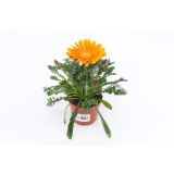 SEZONSKA RASTLINA GAZANIJA MIX L10