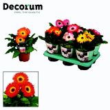 CVETOČA SOBNA RASTLINA GERBARA L12