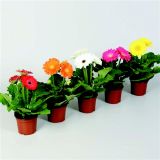 CVETOČA SOBNA RASTLINA GERBARA L9