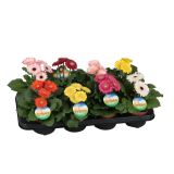 CVETOČA SOBNA RASTLINA GERBARA MIX L12