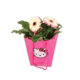 CVETOČA SOBNA RASTLINA GERBERA L 12