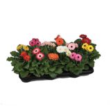 CVETOČA RASTLINA GERBERA L12